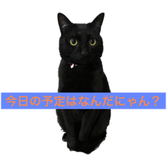 [LINEスタンプ] ネコの根っこ。