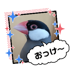 [LINEスタンプ] 桜文鳥なスタンプ