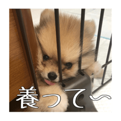 [LINEスタンプ] 飼い主が使いたいだけ