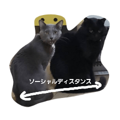 [LINEスタンプ] 密なねこ達