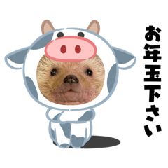 [LINEスタンプ] お正月はるちゃん
