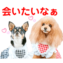[LINEスタンプ] マティラとノアールのキュートなスタンプ