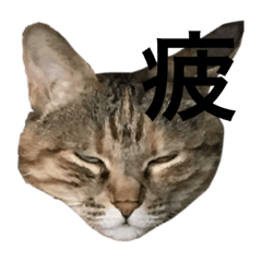 [LINEスタンプ] 猫と漢字
