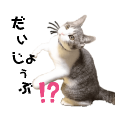 [LINEスタンプ] そらの毎日パート2