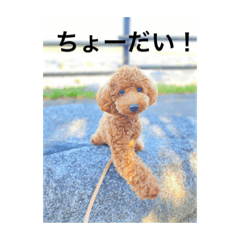 [LINEスタンプ] トイプー時々フレブル
