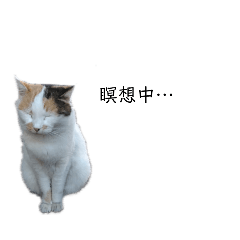 [LINEスタンプ] 第九回野良猫観察日記