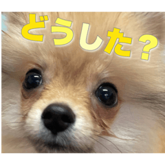 [LINEスタンプ] 飼い主が使ってるよ