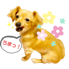 [LINEスタンプ] 犬と猫そして鳥