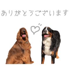 [LINEスタンプ] アイリッシュセッタートキ家の敬語スタンプ