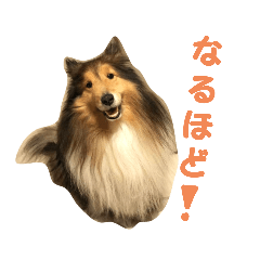 [LINEスタンプ] シェルティ レオンくん  2