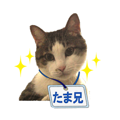 [LINEスタンプ] たま兄さんの毎日使えるスタンプ