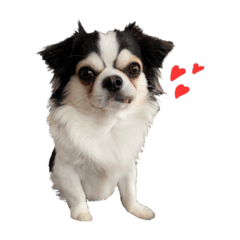 [LINEスタンプ] チワワのお殿さま その弐