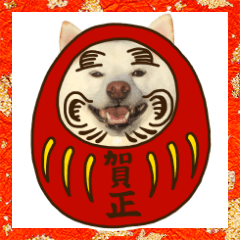 [LINEスタンプ] 新年用白柴犬スタンプ（実写）