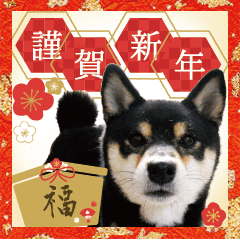 [LINEスタンプ] 柴犬 黒柴きのこの日常3 年始篇