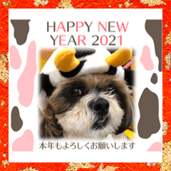 [LINEスタンプ] 2021年末年始 シーズー犬ぽぽ