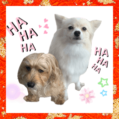 [LINEスタンプ] うちのワンちゃんシリーズ3（モカとミル）