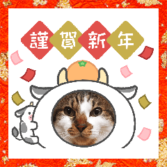 [LINEスタンプ] キジシロ猫サスケ正月ヴァージョン