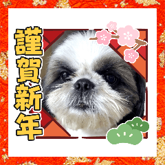 [LINEスタンプ] 我が家のシーズー犬もじゃ【年末年始編】