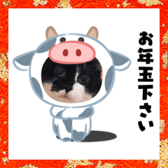 [LINEスタンプ] 普通の猫ミライ お正月用スタンプ