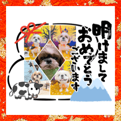[LINEスタンプ] 仲良しワンコ達（新年ご挨拶編）