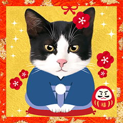 [LINEスタンプ] 可愛い猫写真でご挨拶♪BIGな年賀スタンプの画像（メイン）