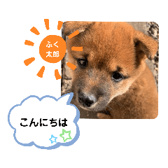 [LINEスタンプ] 柴犬のふく太郎