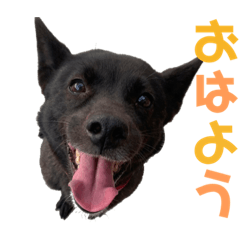 [LINEスタンプ] 甲斐犬椿ちゃん