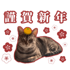 [LINEスタンプ] 猫のガブくん〜年末年始ver.〜