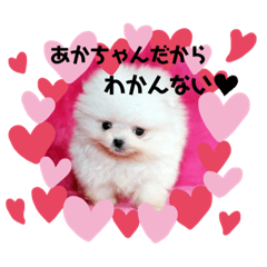 [LINEスタンプ] ポメラニアンのぷーちゃん