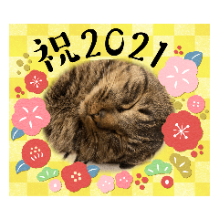 [LINEスタンプ] キャベツ君の年賀スタンプ