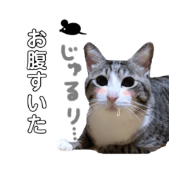 [LINEスタンプ] ゆかいな猫達