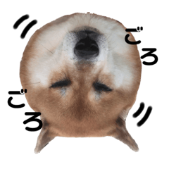 [LINEスタンプ] 柴犬みみ太です。第3弾♡
