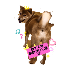 [LINEスタンプ] 柴犬小麦スタンプいっぱい‼️
