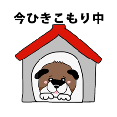 [LINEスタンプ] 柴犬の兄弟