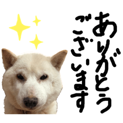 [LINEスタンプ] 白い柴犬みかんのスタンプ