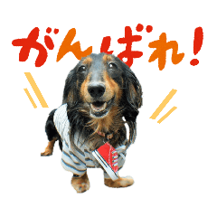 [LINEスタンプ] ミニチュアダックスの気ままなランチ⑪