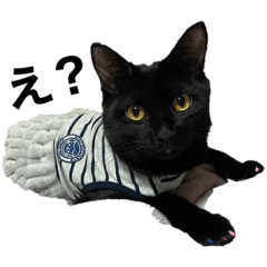 [LINEスタンプ] 黒猫にゃーちゃんスタンプ