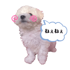 [LINEスタンプ] ビションフリーゼのいっぺー②
