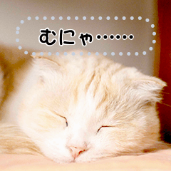 [LINEスタンプ] ちょこ【ねこ】の「ちょこっと一言」