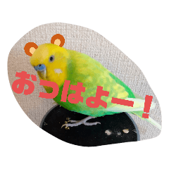 [LINEスタンプ] インコちゃん4
