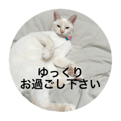 [LINEスタンプ] ベルちゃんスタンプ パート3