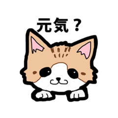 [LINEスタンプ] ニャンニャンの日常