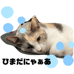 [LINEスタンプ] みーふぁみ6の画像（メイン）