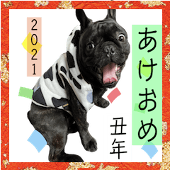 [LINEスタンプ] フレンチブルドッグバイエスの年末年始挨拶