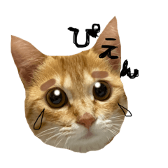 [LINEスタンプ] 茶トラnikoの日常