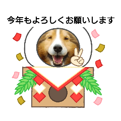 [LINEスタンプ] シェルティちゃー坊(年末年始他)