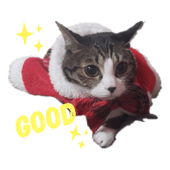 [LINEスタンプ] にゃんこのララスタンプ4