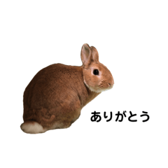 [LINEスタンプ] うさぎのチョッピー