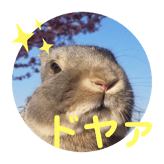 [LINEスタンプ] うちのペット*の画像（メイン）