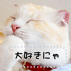 [LINEスタンプ] ちょこ【ねこ】の「この気持ちを伝えたい」